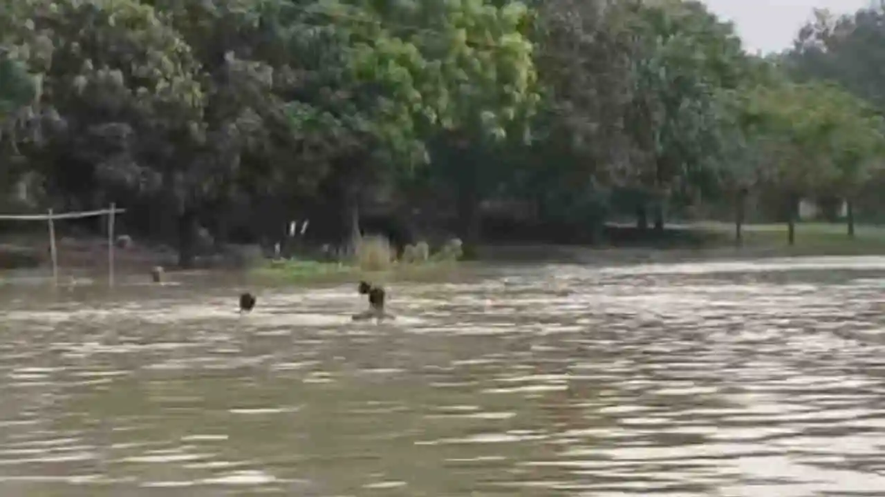 malda flood