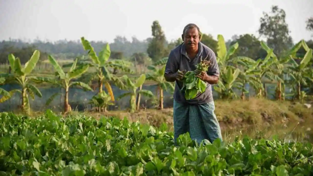 Farmer Fertilizer Subsidy