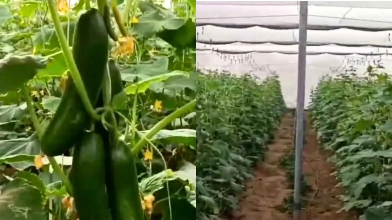 Agriculture Success Story